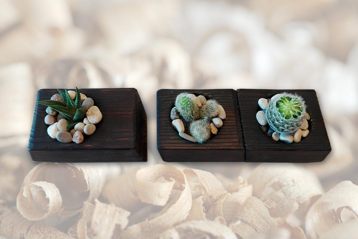 Cactus